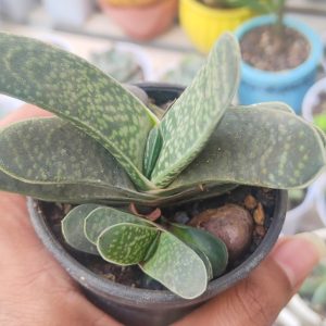 Gasteria liliputana | Miniature Tongue Aloe | Hardy Indoor Succulent flowering, Rare Gasteria liliputana | Miniature Tongue Aloe | Hardy Indoor Succulent plant in pot, Compact Gasteria liliputana | Miniature Tongue Aloe | Hardy Indoor Succulent close-up India, Gasteria liliputana | Miniature Tongue Aloe | Hardy Indoor Succulent collector’s succulent UrbanMaali, Gasteria liliputana | Miniature Tongue Aloe | Hardy Indoor Succulent rare flowering succulent India Gasteria liliputana | Miniature Tongue Aloe | Hardy Indoor Succulent www.urbanmaali.com_SUCCULENT_UrbanMaali Low-Maintenance Succulent Hard plants buy online