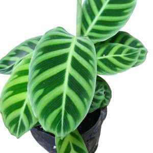 Goeppertia zebrina (Maranta) | Zebra Plant | Prayer Plant | Decorative Foliage