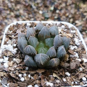 Haworthia ‘Black Cooperi’ | Rare Windowed Succulent | Decorative Plant plant, Rare Haworthia ‘Black Cooperi’ | Rare Windowed Succulent | Decorative Plant close‑up India, Haworthia ‘Black Cooperi’ | Rare Windowed Succulent | Decorative Plant rosette detail, Haworthia ‘Black Cooperi’ | Rare Windowed Succulent | Decorative Plant indoor plant UrbanMaali, Haworthia ‘Black Cooperi’ | Rare Windowed Succulent | Decorative Plant flowering season view Haworthia ‘Black Cooperi’ | Rare Windowed Succulent | Decorative Plant www.urbanmaali.com_SUCCULENT_Cactus UrbanMaali Low-Maintenance Flowering Cactus Hard plants buy online