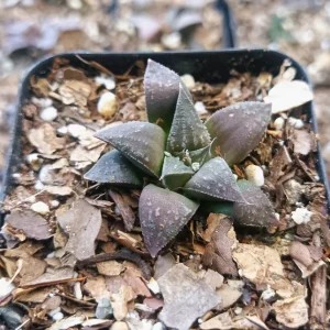 Haworthia ‘Black Lady’ Hybrid | Rare Succulent | Decorative Collector’s Plant plant, Rare Haworthia ‘Black Lady’ Hybrid | Rare Succulent | Decorative Collector’s Plant close‑up India, Haworthia ‘Black Lady’ Hybrid | Rare Succulent | Decorative Collector’s Plant rosette detail, Haworthia ‘Black Lady’ Hybrid | Rare Succulent | Decorative Collector’s Plant indoor plant UrbanMaali, Haworthia ‘Black Lady’ Hybrid | Rare Succulent | Decorative Collector’s Plant flowering season view Haworthia ‘Black Lady’ Hybrid | Rare Succulent | Decorative Collector’s Plant www.urbanmaali.com_SUCCULENT_Cactus UrbanMaali Low-Maintenance Flowering Cactus Hard plants buy online