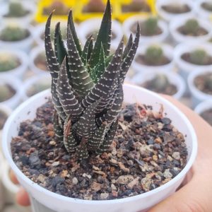 Haworthia Coarctata | Cluster-Forming Succulent | Decorative Indoor Plant flowering, Rare Haworthia Coarctata | Cluster-Forming Succulent | Decorative Indoor Plant plant in pot, Compact Haworthia Coarctata | Cluster-Forming Succulent | Decorative Indoor Plant close-up India, Haworthia Coarctata | Cluster-Forming Succulent | Decorative Indoor Plant collector’s succulent UrbanMaali, Haworthia Coarctata | Cluster-Forming Succulent | Decorative Indoor Plant rare flowering succulent India Haworthia Coarctata | Cluster-Forming Succulent | Decorative Indoor Plant www.urbanmaali.com_SUCCULENT_UrbanMaali Low-Maintenance Succulent Hard plants buy online