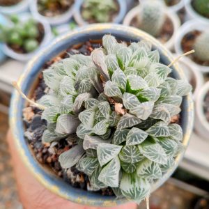 Haworthia cooperi var. pilifera Variegated | Rare Windowed Succulent | Collector’s Plant