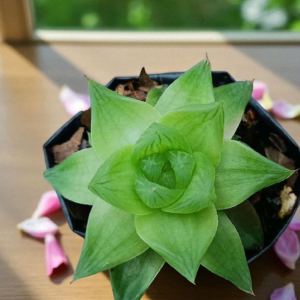 Haworthia Cymbiformis | Window Plant | Hardy Succulent for Indoors flowering, Rare Haworthia Cymbiformis | Window Plant | Hardy Succulent for Indoors plant in pot, Compact Haworthia Cymbiformis | Window Plant | Hardy Succulent for Indoors close-up India, Haworthia Cymbiformis | Window Plant | Hardy Succulent for Indoors collector’s succulent UrbanMaali, Haworthia Cymbiformis | Window Plant | Hardy Succulent for Indoors rare flowering succulent India Haworthia Cymbiformis | Window Plant | Hardy Succulent for Indoors www.urbanmaali.com_SUCCULENT_UrbanMaali Low-Maintenance Succulent Hard plants buy online