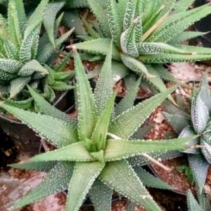 Haworthia Fasciata | Zebra Plant | Hardy Decorative Succulent in pot, Rare Haworthia Fasciata | Zebra Plant | Hardy Decorative Succulent close‑up India, Haworthia Fasciata | Zebra Plant | Hardy Decorative Succulent rosette detail, Haworthia Fasciata | Zebra Plant | Hardy Decorative Succulent indoor plant UrbanMaali, Haworthia Fasciata | Zebra Plant | Hardy Decorative Succulent flowering season view Haworthia Fasciata | Zebra Plant | Hardy Decorative Succulent www.urbanmaali.com_SUCCULENT_Cactus UrbanMaali Low-Maintenance Flowering Cactus Hard plants buy online