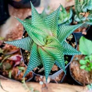 Haworthia Limifolia (Non-Variegated) | Hardy Striped Succulent | Easy Indoor Plant in pot, Rare Haworthia Limifolia (Non-Variegated) | Hardy Striped Succulent | Easy Indoor Plant close‑up India, Haworthia Limifolia (Non-Variegated) | Hardy Striped Succulent | Easy Indoor Plant rosette detail, Haworthia Limifolia (Non-Variegated) | Hardy Striped Succulent | Easy Indoor Plant indoor plant UrbanMaali, Haworthia Limifolia (Non-Variegated) | Hardy Striped Succulent | Easy Indoor Plant flowering season view Haworthia Limifolia (Non-Variegated) | Hardy Striped Succulent | Easy Indoor Plant www.urbanmaali.com_SUCCULENT_Cactus UrbanMaali Low-Maintenance Flowering Cactus Hard plants buy online