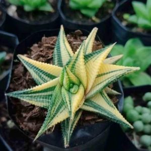 Haworthia limifolia Variegated | Rare Succulent | Decorative Collector’s Plant plant, Rare Haworthia limifolia Variegated | Rare Succulent | Decorative Collector’s Plant close‑up India, Haworthia limifolia Variegated | Rare Succulent | Decorative Collector’s Plant rosette detail, Haworthia limifolia Variegated | Rare Succulent | Decorative Collector’s Plant indoor plant UrbanMaali, Haworthia limifolia Variegated | Rare Succulent | Decorative Collector’s Plant flowering season view Haworthia limifolia Variegated | Rare Succulent | Decorative Collector’s Plant www.urbanmaali.com_SUCCULENT_Cactus UrbanMaali Low-Maintenance Flowering Cactus Hard plants buy online