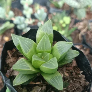 Haworthia Mutica | Compact Rosette Succulent | Rare Collector’s Plant in pot, Rare Haworthia Mutica | Compact Rosette Succulent | Rare Collector’s Plant close‑up India, Haworthia Mutica | Compact Rosette Succulent | Rare Collector’s Plant rosette detail, Haworthia Mutica | Compact Rosette Succulent | Rare Collector’s Plant indoor plant UrbanMaali, Haworthia Mutica | Compact Rosette Succulent | Rare Collector’s Plant flowering season view Haworthia Mutica | Compact Rosette Succulent | Rare Collector’s Plant www.urbanmaali.com_SUCCULENT_Cactus UrbanMaali Low-Maintenance Flowering Cactus Hard plants buy online
