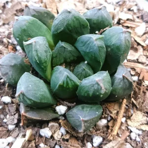 Haworthia obtusia Hybrid | Rare Windowed Succulent | Decorative Collector’s Plant plant, Rare Haworthia obtusia Hybrid | Rare Windowed Succulent | Decorative Collector’s Plant close‑up India, Haworthia obtusia Hybrid | Rare Windowed Succulent | Decorative Collector’s Plant rosette detail, Haworthia obtusia Hybrid | Rare Windowed Succulent | Decorative Collector’s Plant indoor plant UrbanMaali, Haworthia obtusia Hybrid | Rare Windowed Succulent | Decorative Collector’s Plant flowering season view Haworthia obtusia Hybrid | Rare Windowed Succulent | Decorative Collector’s Plant www.urbanmaali.com_SUCCULENT_Cactus UrbanMaali Low-Maintenance Flowering Cactus Hard plants buy online