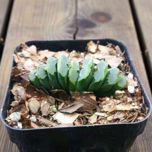 Haworthia truncata Hybrid II | Rare Windowed Succulent | Decorative Collector’s Plant plant, Rare Haworthia truncata Hybrid II | Rare Windowed Succulent | Decorative Collector’s Plant close‑up India, Haworthia truncata Hybrid II | Rare Windowed Succulent | Decorative Collector’s Plant rosette detail, Haworthia truncata Hybrid II | Rare Windowed Succulent | Decorative Collector’s Plant indoor plant UrbanMaali, Haworthia truncata Hybrid II | Rare Windowed Succulent | Decorative Collector’s Plant flowering season view Haworthia truncata Hybrid II | Rare Windowed Succulent | Decorative Collector’s Plant www.urbanmaali.com_SUCCULENT_Cactus UrbanMaali Low-Maintenance Flowering Cactus Hard plants buy online