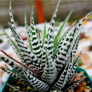 Haworthia attenuata ‘Super White Zebra’ | Rare Decorative Succulent | Collector’s Plant plant, Rare Haworthia attenuata ‘Super White Zebra’ | Rare Decorative Succulent | Collector’s Plant close‑up India, Haworthia attenuata ‘Super White Zebra’ | Rare Decorative Succulent | Collector’s Plant rosette detail, Haworthia attenuata ‘Super White Zebra’ | Rare Decorative Succulent | Collector’s Plant indoor plant UrbanMaali, Haworthia attenuata ‘Super White Zebra’ | Rare Decorative Succulent | Collector’s Plant flowering season view Haworthia attenuata ‘Super White Zebra’ | Rare Decorative Succulent | Collector’s Plant www.urbanmaali.com_SUCCULENT_Cactus UrbanMaali Low-Maintenance Flowering Cactus Hard plants buy online
