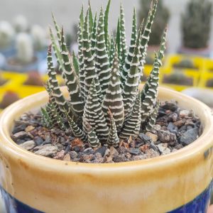 Haworthia Zebra | Haworthia Fasciata | Striped Succulent | Easy Indoor Plant flowering, Rare Haworthia Zebra | Haworthia Fasciata | Striped Succulent | Easy Indoor Plant plant in pot, Compact Haworthia Zebra | Haworthia Fasciata | Striped Succulent | Easy Indoor Plant close-up India, Haworthia Zebra | Haworthia Fasciata | Striped Succulent | Easy Indoor Plant collector’s succulent UrbanMaali, Haworthia Zebra | Haworthia Fasciata | Striped Succulent | Easy Indoor Plant rare flowering succulent India Haworthia Zebra | Haworthia Fasciata | Striped Succulent | Easy Indoor Plant www.urbanmaali.com_SUCCULENT_UrbanMaali Low-Maintenance Succulent Hard plants buy online