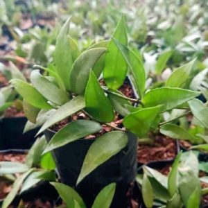 Hoya memoria (Caramel Hoya) | Rare Fragrant Hoya | Decorative Indoor Plant plant, Rare Hoya memoria (Caramel Hoya) | Rare Fragrant Hoya | Decorative Indoor Plant close‑up India, Hoya memoria (Caramel Hoya) | Rare Fragrant Hoya | Decorative Indoor Plant rosette detail, Hoya memoria (Caramel Hoya) | Rare Fragrant Hoya | Decorative Indoor Plant indoor plant UrbanMaali, Hoya memoria (Caramel Hoya) | Rare Fragrant Hoya | Decorative Indoor Plant flowering season view Hoya memoria (Caramel Hoya) | Rare Fragrant Hoya | Decorative Indoor Plant www.urbanmaali.com_SUCCULENT_Cactus UrbanMaali Low-Maintenance Flowering Cactus Hard plants buy online