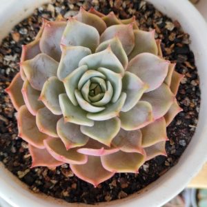 Echeveria Hybrid (Imported) | Decorative Rosette Succulent | Collector’s Plant in pot, Rare Echeveria Hybrid (Imported) | Decorative Rosette Succulent | Collector’s Plant close‑up India, Echeveria Hybrid (Imported) | Decorative Rosette Succulent | Collector’s Plant rosette detail, Echeveria Hybrid (Imported) | Decorative Rosette Succulent | Collector’s Plant indoor plant UrbanMaali, Echeveria Hybrid (Imported) | Decorative Rosette Succulent | Collector’s Plant flowering season view Echeveria Hybrid (Imported) | Decorative Rosette Succulent | Collector’s Plant www.urbanmaali.com_SUCCULENT_Cactus UrbanMaali Low-Maintenance Flowering Cactus Hard plants buy online