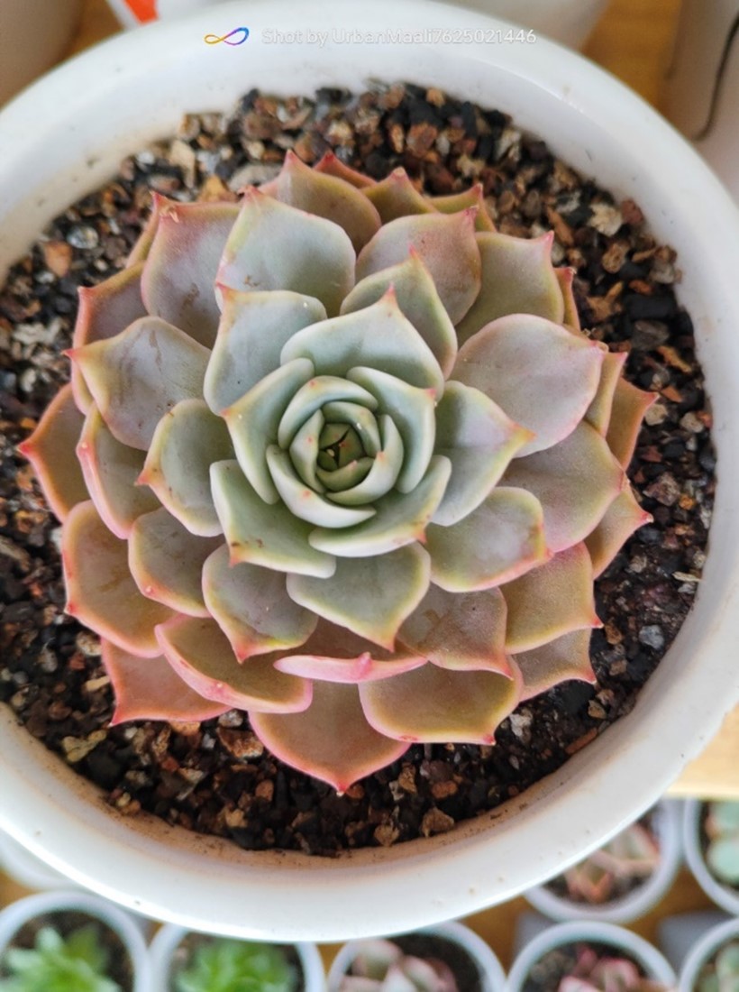Echeveria Hybrid (Imported) | Decorative Rosette Succulent | Collector’s Plant in pot, Rare Echeveria Hybrid (Imported) | Decorative Rosette Succulent | Collector’s Plant close‑up India, Echeveria Hybrid (Imported) | Decorative Rosette Succulent | Collector’s Plant rosette detail, Echeveria Hybrid (Imported) | Decorative Rosette Succulent | Collector’s Plant indoor plant UrbanMaali, Echeveria Hybrid (Imported) | Decorative Rosette Succulent | Collector’s Plant flowering season view Echeveria Hybrid (Imported) | Decorative Rosette Succulent | Collector’s Plant www.urbanmaali.com_SUCCULENT_Cactus UrbanMaali Low-Maintenance Flowering Cactus Hard plants buy online