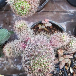 Mammillaria Voburnensis | Rare Flowering Mammillaria Cactus | Collector’s Choice cactus flowering, Rare Mammillaria Voburnensis | Rare Flowering Mammillaria Cactus | Collector’s Choice cactus in pot, Compact Mammillaria Voburnensis | Rare Flowering Mammillaria Cactus | Collector’s Choice cactus close-up India, Mammillaria Voburnensis | Rare Flowering Mammillaria Cactus | Collector’s Choice collector’s cactus UrbanMaali, Mammillaria Voburnensis | Rare Flowering Mammillaria Cactus | Collector’s Choice cactus rare flowering India Mammillaria Voburnensis | Rare Flowering Mammillaria Cactus | Collector’s Choice www.urbanmaali.com_SUCCULENT_Cactus UrbanMaali Low-Maintenance Flowering Cactus Hard plants buy online