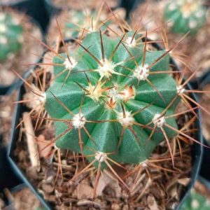 Melocactus | Turk’s Cap Cactus | Rare Red-Crowned Collector’s Plant www.urbanmaali.com_SUCCULENT_Cactus UrbanMaali Low-Maintenance Flowering Cactus Hard plants buy online "Melocactus Turk’s Cap red crown cactus India" "Melocactus cactus with cephalium crown and flowers" "Rare red crown cactus Melocactus UrbanMaali" "Turk’s Cap cactus collector’s plant close-up" "Melocactus flowering cactus rare red-crowned India"