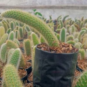 Monkey’s Tail | Rare Trailing Cactus | Decorative Hanging Collector’s Plant cactus flowering, Rare Monkey’s Tail | Rare Trailing Cactus | Decorative Hanging Collector’s Plant cactus in pot, Compact Monkey’s Tail | Rare Trailing Cactus | Decorative Hanging Collector’s Plant cactus close-up India, Monkey’s Tail | Rare Trailing Cactus | Decorative Hanging Collector’s Plant collector’s cactus UrbanMaali, Monkey’s Tail | Rare Trailing Cactus | Decorative Hanging Collector’s Plant cactus rare flowering India Monkey’s Tail | Rare Trailing Cactus | Decorative Hanging Collector’s Plant www.urbanmaali.com_SUCCULENT_Cactus UrbanMaali Low-Maintenance Flowering Cactus Hard plants buy online