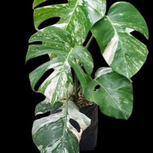 Monstera albo variegata | Variegated Monstera | Swiss Cheese Plant | Statement Aroid indoor plant, Monstera albo variegata | Variegated Monstera | Swiss Cheese Plant | Statement Aroid leaf close‑up, UrbanMaali foliage Monstera albo variegata | Variegated Monstera | Swiss Cheese Plant | Statement Aroid www.urbanmaali.com_OTHER UrbanMaali Indoor Plant Buy Online