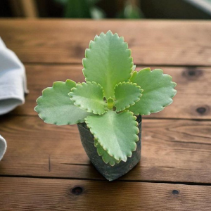 Mother of Thousands | Kalanchoe Daigremontiana | Rare Propagating Succulent flowering, Rare Mother of Thousands | Kalanchoe Daigremontiana | Rare Propagating Succulent plant in pot, Compact Mother of Thousands | Kalanchoe Daigremontiana | Rare Propagating Succulent close-up India, Mother of Thousands | Kalanchoe Daigremontiana | Rare Propagating Succulent collector’s succulent UrbanMaali, Mother of Thousands | Kalanchoe Daigremontiana | Rare Propagating Succulent rare flowering succulent India Mother of Thousands | Kalanchoe Daigremontiana | Rare Propagating Succulent www.urbanmaali.com_SUCCULENT_UrbanMaali Low-Maintenance Succulent Hard plants buy online