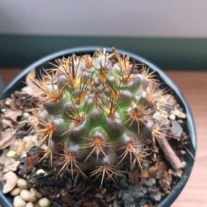 Neoporteria Eryosis | Rare Chilean Flowering Cactus | Collector’s Choice cactus flowering, Rare Neoporteria Eryosis | Rare Chilean Flowering Cactus | Collector’s Choice cactus in pot, Compact Neoporteria Eryosis | Rare Chilean Flowering Cactus | Collector’s Choice cactus close-up India, Neoporteria Eryosis | Rare Chilean Flowering Cactus | Collector’s Choice collector’s cactus UrbanMaali, Neoporteria Eryosis | Rare Chilean Flowering Cactus | Collector’s Choice cactus rare flowering India Neoporteria Eryosis | Rare Chilean Flowering Cactus | Collector’s Choice www.urbanmaali.com_SUCCULENT_Cactus UrbanMaali Low-Maintenance Flowering Cactus Hard plants buy online