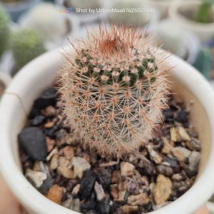 Notocactus schlosseri close-up, Notocactus schlosseri in bloom, flowering cactus with yellow flowers, UrbanMaali cactus collection, rare cactus India UrbanMaali, Urban Gardening, www.urbanmaali.com