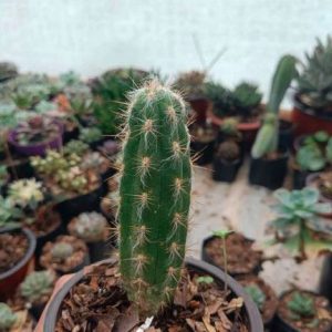 Oreocerus Red Spine | Rare Spiny Collector’s Cactus | Exotic Hardy Plant cactus flowering, Rare Oreocerus Red Spine | Rare Spiny Collector’s Cactus | Exotic Hardy Plant cactus in pot, Compact Oreocerus Red Spine | Rare Spiny Collector’s Cactus | Exotic Hardy Plant cactus close-up India, Oreocerus Red Spine | Rare Spiny Collector’s Cactus | Exotic Hardy Plant collector’s cactus UrbanMaali, Oreocerus Red Spine | Rare Spiny Collector’s Cactus | Exotic Hardy Plant cactus rare flowering India Oreocerus Red Spine | Rare Spiny Collector’s Cactus | Exotic Hardy Plant www.urbanmaali.com_SUCCULENT_Cactus UrbanMaali Low-Maintenance Flowering Cactus Hard plants buy online