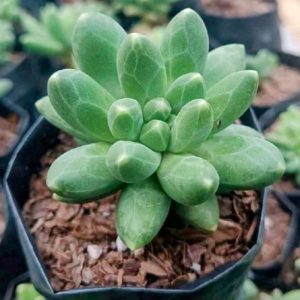 Pachyveria Pachyphytoides | Chubby Hybrid Rosette | Decorative Succulent in pot, Rare Pachyveria Pachyphytoides | Chubby Hybrid Rosette | Decorative Succulent close‑up India, Pachyveria Pachyphytoides | Chubby Hybrid Rosette | Decorative Succulent rosette detail, Pachyveria Pachyphytoides | Chubby Hybrid Rosette | Decorative Succulent indoor plant UrbanMaali, Pachyveria Pachyphytoides | Chubby Hybrid Rosette | Decorative Succulent flowering season view Pachyveria Pachyphytoides | Chubby Hybrid Rosette | Decorative Succulent www.urbanmaali.com_SUCCULENT_Cactus UrbanMaali Low-Maintenance Flowering Cactus Hard plants buy online