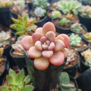Pachyphytum oviferum ‘Red Moonstone’ | Chubby Rosette Succulent | Rare Collector’s Gem in pot, Rare Pachyphytum oviferum ‘Red Moonstone’ | Chubby Rosette Succulent | Rare Collector’s Gem close‑up India, Pachyphytum oviferum ‘Red Moonstone’ | Chubby Rosette Succulent | Rare Collector’s Gem rosette detail, Pachyphytum oviferum ‘Red Moonstone’ | Chubby Rosette Succulent | Rare Collector’s Gem indoor plant UrbanMaali, Pachyphytum oviferum ‘Red Moonstone’ | Chubby Rosette Succulent | Rare Collector’s Gem flowering season view Pachyphytum oviferum ‘Red Moonstone’ | Chubby Rosette Succulent | Rare Collector’s Gem www.urbanmaali.com_SUCCULENT_Cactus UrbanMaali Low-Maintenance Flowering Cactus Hard plants buy online