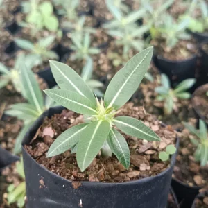 Pachypodium horombense | Rare Succulent Tree | Decorative Collector’s Plant plant, Rare Pachypodium horombense | Rare Succulent Tree | Decorative Collector’s Plant close‑up India, Pachypodium horombense | Rare Succulent Tree | Decorative Collector’s Plant rosette detail, Pachypodium horombense | Rare Succulent Tree | Decorative Collector’s Plant indoor plant UrbanMaali, Pachypodium horombense | Rare Succulent Tree | Decorative Collector’s Plant flowering season view Pachypodium horombense | Rare Succulent Tree | Decorative Collector’s Plant www.urbanmaali.com_SUCCULENT_Cactus UrbanMaali Low-Maintenance Flowering Cactus Hard plants buy online