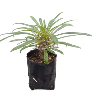 Pachypodium lamerei | Madagascar Palm | Rare Succulent Tree plant, Rare Pachypodium lamerei | Madagascar Palm | Rare Succulent Tree close‑up India, Pachypodium lamerei | Madagascar Palm | Rare Succulent Tree rosette detail, Pachypodium lamerei | Madagascar Palm | Rare Succulent Tree indoor plant UrbanMaali, Pachypodium lamerei | Madagascar Palm | Rare Succulent Tree flowering season view Pachypodium lamerei | Madagascar Palm | Rare Succulent Tree www.urbanmaali.com_SUCCULENT_Cactus UrbanMaali Low-Maintenance Flowering Cactus Hard plants buy online