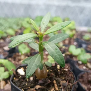 Pachypodium succulentum | Rare Succulent Tree | Decorative Collector’s Plant plant close‑up, Pachypodium succulentum | Rare Succulent Tree | Decorative Collector’s Plant variegation detail, Pachypodium succulentum | Rare Succulent Tree | Decorative Collector’s Plant in pot UrbanMaali, Pachypodium succulentum | Rare Succulent Tree | Decorative Collector’s Plant collector display, Pachypodium succulentum | Rare Succulent Tree | Decorative Collector’s Plant flowering season view Pachypodium succulentum | Rare Succulent Tree | Decorative Collector’s Plant www.urbanmaali.com_SUCCULENT_Cactus UrbanMaali Low-Maintenance Flowering Cactus Hard plants buy online