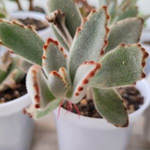 Kalanchoe tomentosa (Panda Plant) | Fuzzy Succulent | Decorative Indoor Plant in pot, Rare Kalanchoe tomentosa (Panda Plant) | Fuzzy Succulent | Decorative Indoor Plant close‑up India, Kalanchoe tomentosa (Panda Plant) | Fuzzy Succulent | Decorative Indoor Plant rosette detail, Kalanchoe tomentosa (Panda Plant) | Fuzzy Succulent | Decorative Indoor Plant indoor plant UrbanMaali, Kalanchoe tomentosa (Panda Plant) | Fuzzy Succulent | Decorative Indoor Plant flowering season view Kalanchoe tomentosa (Panda Plant) | Fuzzy Succulent | Decorative Indoor Plant www.urbanmaali.com_SUCCULENT_Cactus UrbanMaali Low-Maintenance Flowering Cactus Hard plants buy online