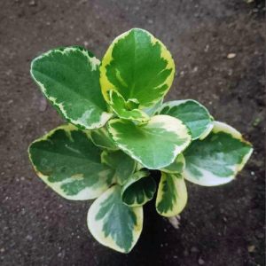 Peperomia obtusifolia Variegated | Baby Rubber Plant | Air‑Purifying Indoor Plant in pot, Rare Peperomia obtusifolia Variegated | Baby Rubber Plant | Air‑Purifying Indoor Plant close‑up India, Peperomia obtusifolia Variegated | Baby Rubber Plant | Air‑Purifying Indoor Plant rosette detail, Peperomia obtusifolia Variegated | Baby Rubber Plant | Air‑Purifying Indoor Plant indoor plant UrbanMaali, Peperomia obtusifolia Variegated | Baby Rubber Plant | Air‑Purifying Indoor Plant flowering season view Peperomia obtusifolia Variegated | Baby Rubber Plant | Air‑Purifying Indoor Plant www.urbanmaali.com_SUCCULENT_Cactus UrbanMaali Low-Maintenance Flowering Cactus Hard plants buy online