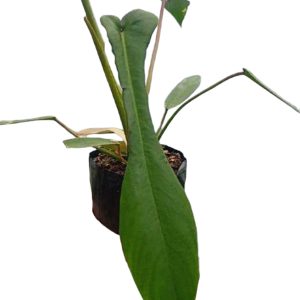 Philodendron joepii | Rare Collector’s Philodendron | Unusual Leaf Shape