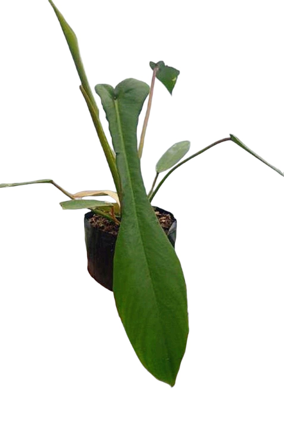 Philodendron joepii | Rare Collector’s Philodendron | Unusual Leaf Shape