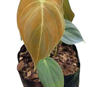 Philodendron melanochrysum | Black Gold Philodendron | Rare Climber