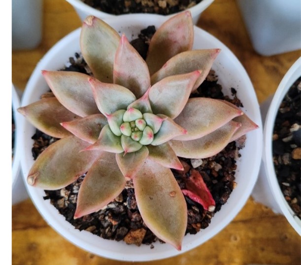 Pachyphytum hookeri 'Pink' | Pink Pachyphytum Hookeri | Chubby Rosette Succulent flowering, Rare Pachyphytum hookeri 'Pink' | Pink Pachyphytum Hookeri | Chubby Rosette Succulent plant in pot, Compact Pachyphytum hookeri 'Pink' | Pink Pachyphytum Hookeri | Chubby Rosette Succulent close-up India, Pachyphytum hookeri 'Pink' | Pink Pachyphytum Hookeri | Chubby Rosette Succulent collector’s succulent UrbanMaali, Pachyphytum hookeri 'Pink' | Pink Pachyphytum Hookeri | Chubby Rosette Succulent rare flowering succulent India Pachyphytum hookeri 'Pink' | Pink Pachyphytum Hookeri | Chubby Rosette Succulent www.urbanmaali.com_SUCCULENT_UrbanMaali Low-Maintenance Succulent Hard plants buy online