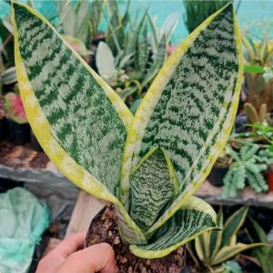 Samurai Sansevieria (Dracaena hahniana ‘Samurai’) | Rare Compact Snake Plant indoor plant, Samurai Sansevieria (Dracaena hahniana ‘Samurai’) | Rare Compact Snake Plant close‑up India, Samurai Sansevieria (Dracaena hahniana ‘Samurai’) | Rare Compact Snake Plant pot display, Samurai Sansevieria (Dracaena hahniana ‘Samurai’) | Rare Compact Snake Plant desk plant UrbanMaali, Samurai Sansevieria (Dracaena hahniana ‘Samurai’) | Rare Compact Snake Plant air purifying foliage Samurai Sansevieria (Dracaena hahniana ‘Samurai’) | Rare Compact Snake Plant www.urbanmaali.com_SUCCULENT_Cactus UrbanMaali Low-Maintenance Flowering Cactus Hard plants buy online