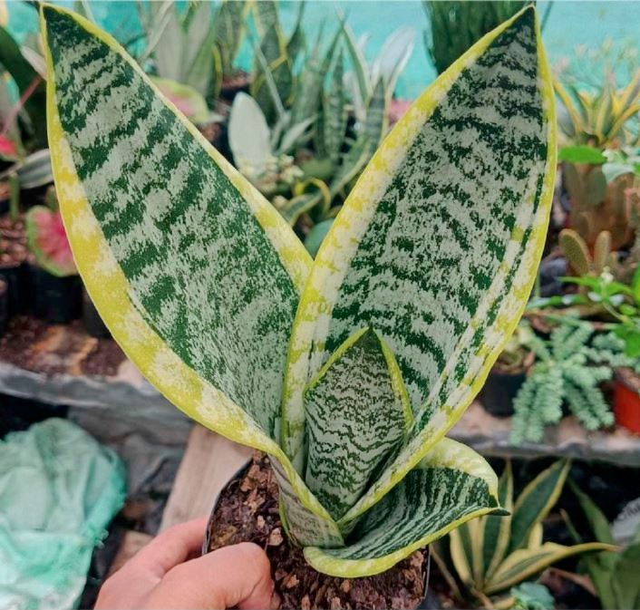 Samurai Sansevieria (Dracaena hahniana ‘Samurai’) | Rare Compact Snake Plant indoor plant, Samurai Sansevieria (Dracaena hahniana ‘Samurai’) | Rare Compact Snake Plant close‑up India, Samurai Sansevieria (Dracaena hahniana ‘Samurai’) | Rare Compact Snake Plant pot display, Samurai Sansevieria (Dracaena hahniana ‘Samurai’) | Rare Compact Snake Plant desk plant UrbanMaali, Samurai Sansevieria (Dracaena hahniana ‘Samurai’) | Rare Compact Snake Plant air purifying foliage Samurai Sansevieria (Dracaena hahniana ‘Samurai’) | Rare Compact Snake Plant www.urbanmaali.com_SUCCULENT_Cactus UrbanMaali Low-Maintenance Flowering Cactus Hard plants buy online