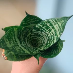 Sansevieria ‘Forest Star’ | Compact Snake Plant | Air‑Purifying Desk Plant in pot, Rare Sansevieria ‘Forest Star’ | Compact Snake Plant | Air‑Purifying Desk Plant close‑up India, Sansevieria ‘Forest Star’ | Compact Snake Plant | Air‑Purifying Desk Plant rosette detail, Sansevieria ‘Forest Star’ | Compact Snake Plant | Air‑Purifying Desk Plant indoor plant UrbanMaali, Sansevieria ‘Forest Star’ | Compact Snake Plant | Air‑Purifying Desk Plant flowering season view Sansevieria ‘Forest Star’ | Compact Snake Plant | Air‑Purifying Desk Plant www.urbanmaali.com_SUCCULENT_Cactus UrbanMaali Low-Maintenance Flowering Cactus Hard plants buy online