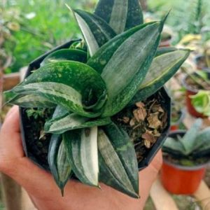 Sansevieria ‘Hahnii Silver Streaker’ | Dwarf Snake Plant | Compact Air‑Purifier indoor plant, Sansevieria ‘Hahnii Silver Streaker’ | Dwarf Snake Plant | Compact Air‑Purifier close‑up India, Sansevieria ‘Hahnii Silver Streaker’ | Dwarf Snake Plant | Compact Air‑Purifier pot display, Sansevieria ‘Hahnii Silver Streaker’ | Dwarf Snake Plant | Compact Air‑Purifier desk plant UrbanMaali, Sansevieria ‘Hahnii Silver Streaker’ | Dwarf Snake Plant | Compact Air‑Purifier air purifying foliage Sansevieria ‘Hahnii Silver Streaker’ | Dwarf Snake Plant | Compact Air‑Purifier www.urbanmaali.com_SUCCULENT_Cactus UrbanMaali Low-Maintenance Flowering Cactus Hard plants buy online
