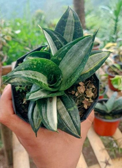 Sansevieria ‘Hahnii Silver Streaker’ | Dwarf Snake Plant | Compact Air‑Purifier indoor plant, Sansevieria ‘Hahnii Silver Streaker’ | Dwarf Snake Plant | Compact Air‑Purifier close‑up India, Sansevieria ‘Hahnii Silver Streaker’ | Dwarf Snake Plant | Compact Air‑Purifier pot display, Sansevieria ‘Hahnii Silver Streaker’ | Dwarf Snake Plant | Compact Air‑Purifier desk plant UrbanMaali, Sansevieria ‘Hahnii Silver Streaker’ | Dwarf Snake Plant | Compact Air‑Purifier air purifying foliage Sansevieria ‘Hahnii Silver Streaker’ | Dwarf Snake Plant | Compact Air‑Purifier www.urbanmaali.com_SUCCULENT_Cactus UrbanMaali Low-Maintenance Flowering Cactus Hard plants buy online
