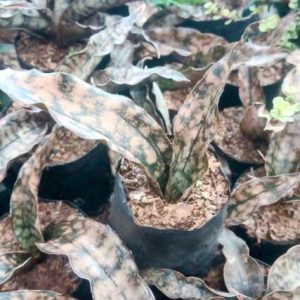 Sansevieria kirkii ‘Coppertone’ | Bronze Snake Plant | Decorative Air‑Purifier indoor plant, Sansevieria kirkii ‘Coppertone’ | Bronze Snake Plant | Decorative Air‑Purifier close‑up India, Sansevieria kirkii ‘Coppertone’ | Bronze Snake Plant | Decorative Air‑Purifier pot display, Sansevieria kirkii ‘Coppertone’ | Bronze Snake Plant | Decorative Air‑Purifier desk plant UrbanMaali, Sansevieria kirkii ‘Coppertone’ | Bronze Snake Plant | Decorative Air‑Purifier air purifying foliage Sansevieria kirkii ‘Coppertone’ | Bronze Snake Plant | Decorative Air‑Purifier www.urbanmaali.com_SUCCULENT_Cactus UrbanMaali Low-Maintenance Flowering Cactus Hard plants buy online