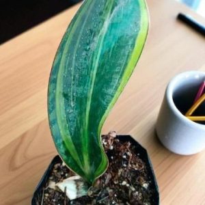 Sansevieria masoniana Variegated | Whale Fin Variegata | Statement Air‑Purifying Plant indoor plant, Sansevieria masoniana Variegated | Whale Fin Variegata | Statement Air‑Purifying Plant close‑up India, Sansevieria masoniana Variegated | Whale Fin Variegata | Statement Air‑Purifying Plant pot display, Sansevieria masoniana Variegated | Whale Fin Variegata | Statement Air‑Purifying Plant desk plant UrbanMaali, Sansevieria masoniana Variegated | Whale Fin Variegata | Statement Air‑Purifying Plant air purifying foliage Sansevieria masoniana Variegated | Whale Fin Variegata | Statement Air‑Purifying Plant www.urbanmaali.com_SUCCULENT_Cactus UrbanMaali Low-Maintenance Flowering Cactus Hard plants buy online