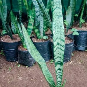 Sansevieria (Snake Plant) | Air‑Purifying Indoor Plant | Low‑Light Hardy indoor plant, Sansevieria (Snake Plant) | Air‑Purifying Indoor Plant | Low‑Light Hardy close‑up India, Sansevieria (Snake Plant) | Air‑Purifying Indoor Plant | Low‑Light Hardy pot display, Sansevieria (Snake Plant) | Air‑Purifying Indoor Plant | Low‑Light Hardy desk plant UrbanMaali, Sansevieria (Snake Plant) | Air‑Purifying Indoor Plant | Low‑Light Hardy air purifying foliage Sansevieria (Snake Plant) | Air‑Purifying Indoor Plant | Low‑Light Hardy www.urbanmaali.com_SUCCULENT_Cactus UrbanMaali Low-Maintenance Flowering Cactus Hard plants buy online