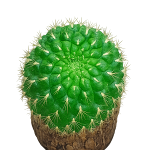 Sulcorebutia | Rare Miniature Flowering Cactus | Collector’s Gem cactus flowering, Rare Sulcorebutia | Rare Miniature Flowering Cactus | Collector’s Gem cactus in pot, Compact Sulcorebutia | Rare Miniature Flowering Cactus | Collector’s Gem cactus close-up India, Sulcorebutia | Rare Miniature Flowering Cactus | Collector’s Gem collector’s cactus UrbanMaali, Sulcorebutia | Rare Miniature Flowering Cactus | Collector’s Gem cactus rare flowering India Sulcorebutia | Rare Miniature Flowering Cactus | Collector’s Gem www.urbanmaali.com_SUCCULENT_Cactus UrbanMaali Low-Maintenance Flowering Cactus Hard plants buy online