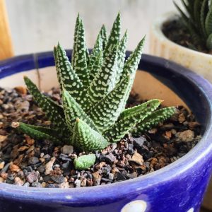 Haworthia pumila × Tears of Angel Hybrid | Rare Rosette Succulent | Collector’s Plant in pot, Rare Haworthia pumila × Tears of Angel Hybrid | Rare Rosette Succulent | Collector’s Plant close‑up India, Haworthia pumila × Tears of Angel Hybrid | Rare Rosette Succulent | Collector’s Plant rosette detail, Haworthia pumila × Tears of Angel Hybrid | Rare Rosette Succulent | Collector’s Plant indoor plant UrbanMaali, Haworthia pumila × Tears of Angel Hybrid | Rare Rosette Succulent | Collector’s Plant flowering season view Haworthia pumila × Tears of Angel Hybrid | Rare Rosette Succulent | Collector’s Plant www.urbanmaali.com_SUCCULENT_Cactus UrbanMaali Low-Maintenance Flowering Cactus Hard plants buy online