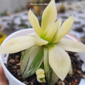 Haworthia cymbiformis Variegated | Decorative Rosette Succulent | Rare Collector’s Plant plant, Rare Haworthia cymbiformis Variegated | Decorative Rosette Succulent | Rare Collector’s Plant close‑up India, Haworthia cymbiformis Variegated | Decorative Rosette Succulent | Rare Collector’s Plant rosette detail, Haworthia cymbiformis Variegated | Decorative Rosette Succulent | Rare Collector’s Plant indoor plant UrbanMaali, Haworthia cymbiformis Variegated | Decorative Rosette Succulent | Rare Collector’s Plant flowering season view Haworthia cymbiformis Variegated | Decorative Rosette Succulent | Rare Collector’s Plant www.urbanmaali.com_SUCCULENT_Cactus UrbanMaali Low-Maintenance Flowering Cactus Hard plants buy online