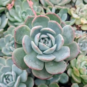 Echeveria White Mexican Elegance Rose | Rare Rosette Succulent | Collector’s Premium flowering, Rare Echeveria White Mexican Elegance Rose | Rare Rosette Succulent | Collector’s Premium plant in pot, Compact Echeveria White Mexican Elegance Rose | Rare Rosette Succulent | Collector’s Premium close-up India, Echeveria White Mexican Elegance Rose | Rare Rosette Succulent | Collector’s Premium collector’s succulent UrbanMaali, Echeveria White Mexican Elegance Rose | Rare Rosette Succulent | Collector’s Premium rare flowering succulent India Echeveria White Mexican Elegance Rose | Rare Rosette Succulent | Collector’s Premium www.urbanmaali.com_SUCCULENT_UrbanMaali Low-Maintenance Succulent Hard plants buy online